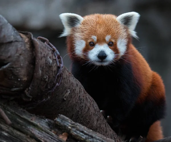 Nahaufnahme Eines Kleinen Pandas Auf Dem Verschwommenen Hintergrund — Stockfoto