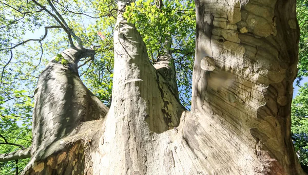 Énorme Arbre Bois Avec Des Branches Brique Des Feuilles Vertes — Photo