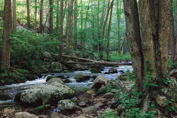 Rzeka Kamieniami Lesie Bagiennym Pomiędzy Drzewami Roślinami — Zdjęcie stockowe