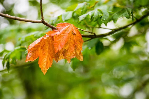秋の葉を持つ枝の選択的な焦点ショット — ストック写真