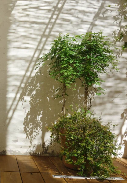 Egy Függőleges Felvétel Egy Gyönyörű Növényről Ami Kertben Fal Alatt — Stock Fotó