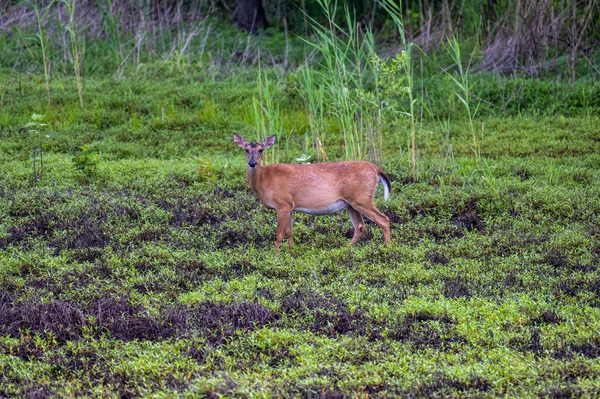 Ein Braunes Reh Steht Auf Dem Feld — Stockfoto