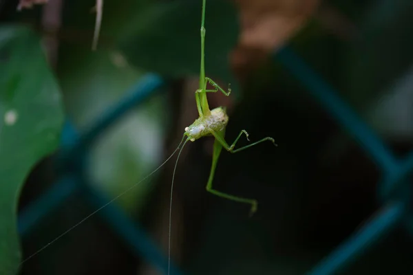 Gros Plan Hexacentrus Japonicus Vert Suspendu Aux Feuilles — Photo