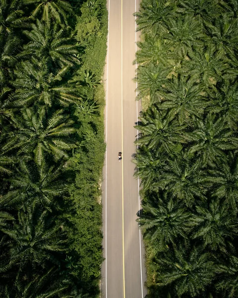 Plano Vertical Carretera Campo Luek Krabi Tailandia Rodeado Palmeras — Foto de Stock