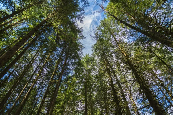 Colpo Basso Alberi Lomg Contro Cielo Blu Soleggiato Nella Foresta — Foto Stock