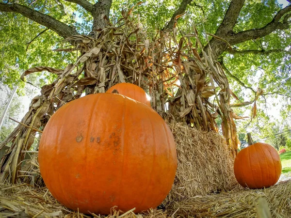 Gros Plan Citrouilles Mûres Arrière Plan Tiges Maïs Séchées — Photo