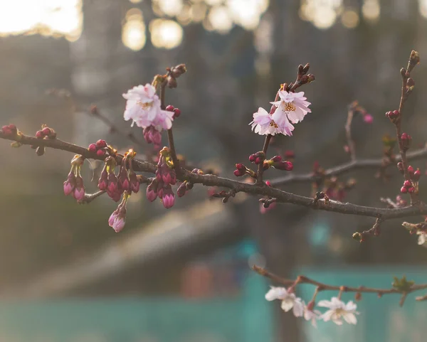 日落时在新西兰邓尼丁的花园拍摄的樱花浅景 — 图库照片