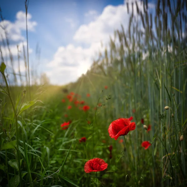 Yeşil Bir Tarlada Yetişen Kırmızı Gelincik Çiçeklerinin Dikey Yakın Çekimi — Stok fotoğraf