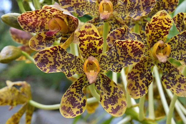 Also Called Giant Sugar Cane Orchid World Largest Orchid Species — Stock Photo, Image