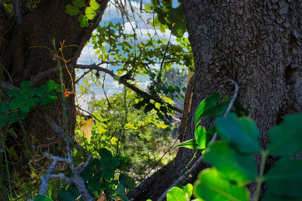 Detailní Záběr Kmenů Stromů Zelených Listů Slunci — Stock fotografie