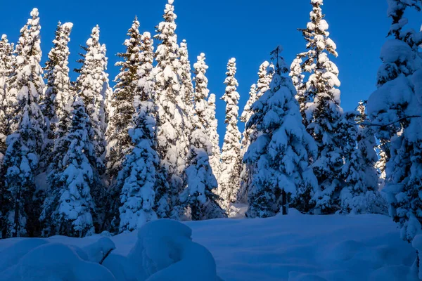 Hermoso Tiro Árboles Completamente Cubiertos Nieve Durante Día —  Fotos de Stock
