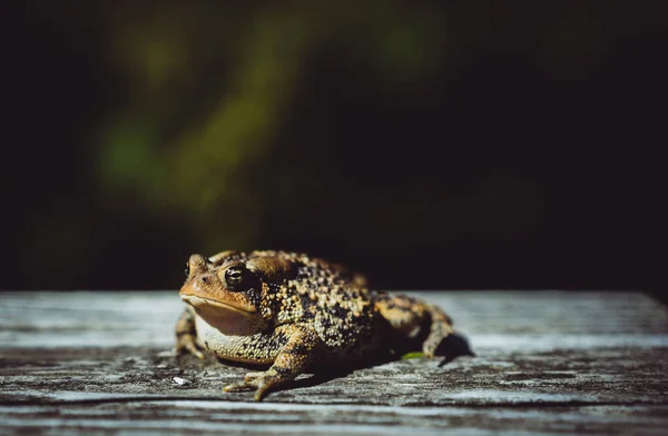 Schöne Aufnahme Einer Sandkröte Auf Einer Holzoberfläche — Stockfoto