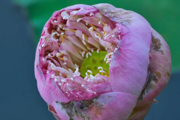 Lótusz Bimbó Közelsége Virágzás Előrehaladott Szakaszában Nelumbo Nucifera — Stock Fotó