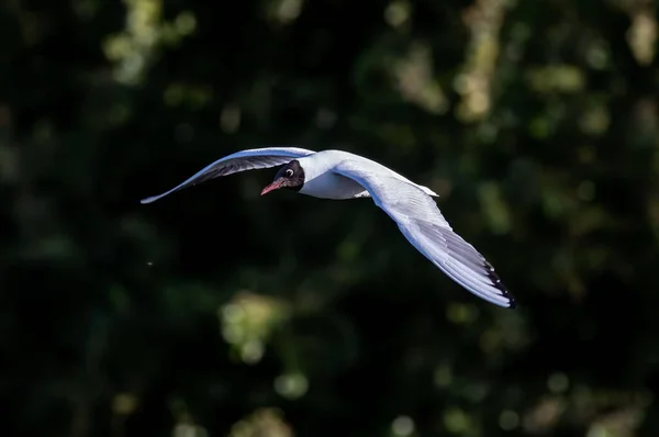 Eine Möwe Mit Schwarzem Kopf Fliegt Wald — Stockfoto