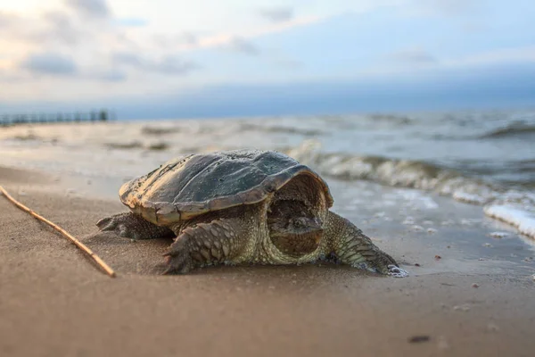 Common Snapping Turtle Chelydra Serpentina Sandy Beach — Stock Photo, Image