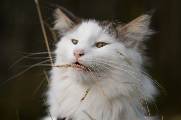 茶色の背景に白と茶色のノルウェーの森の猫の閉鎖 — ストック写真