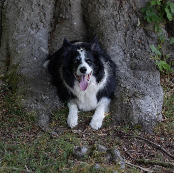 Zbliżenie Czarno Białego Psa Border Collie Siedzącego Obok Korzenia Drzewa — Zdjęcie stockowe