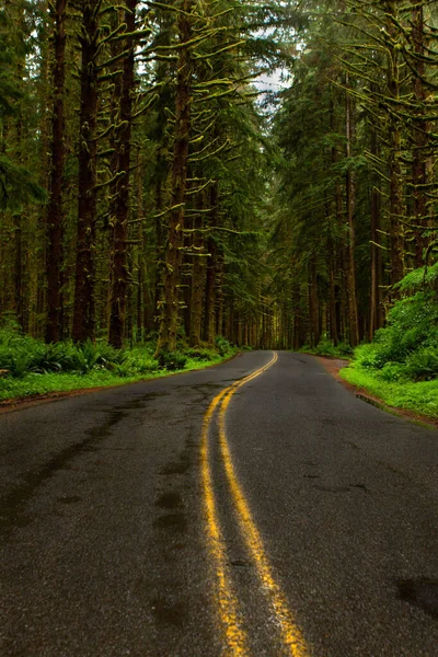 Trees Line Road Hoh Rainforest National Park Peninsula Western Washington — Stock Photo, Image