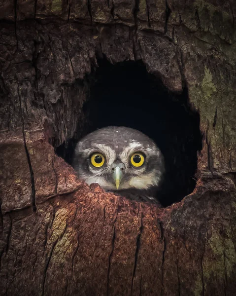Vertical Shot Owl Tree Hole — Stock Photo, Image