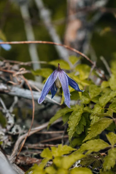 Tiro Foco Seletivo Clematis Alpinos Floresta — Fotografia de Stock