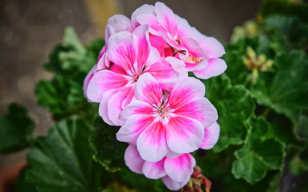 Closeup Pink Primrose Flowers Growing Blurry Background Leaves — Stock Photo, Image