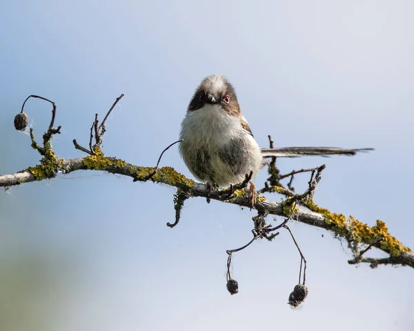 Closeup Shot Eurasian Penduline Tit Bird Perched Branch — Stock Photo, Image