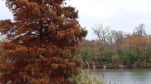 Ein Herbstbaum Wasser Des Sees — Stockfoto