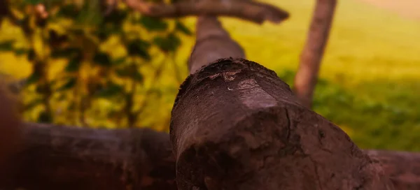 Close Shot Bamboo Trunk Blurry Background — Stock Photo, Image