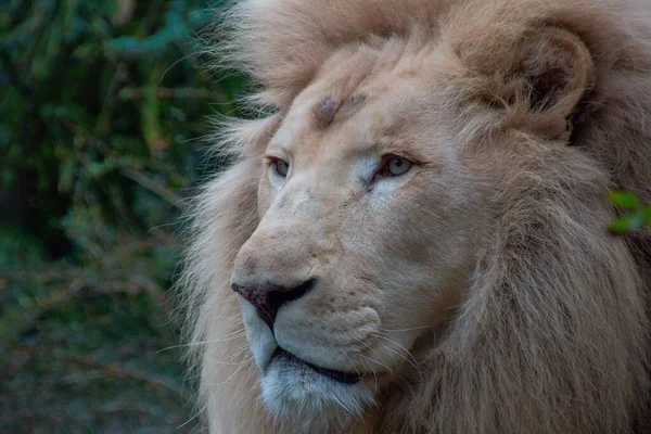 Leão Zoológico Fleche França — Fotografia de Stock