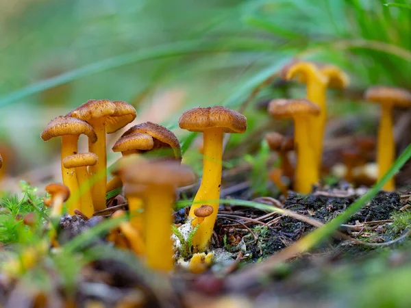 Group Tiny Yellowfoot Funnel Chanterelle Mushrooms Craterellus Tubaeformis — Stock Photo, Image