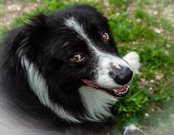 Selective Focus Shot Adorable Border Collie Dog Looking Smiling Camera — Stock Photo, Image