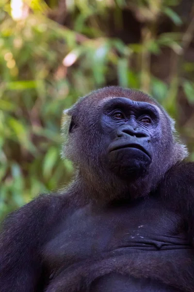 Primer Plano Del Gorila Del Congo Fotografiado Zoológico Del Bronx — Foto de Stock