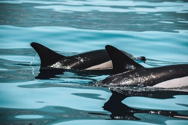 Una Vista Panorámica Delfines Nadando Agua Madeira Portugal —  Fotos de Stock
