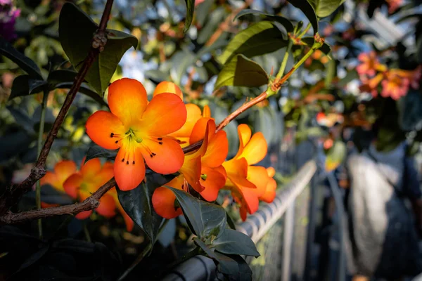 Çiçek Açan Rhododendron Çiçeklerinin Seçici Odak Noktası — Stok fotoğraf