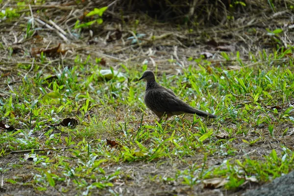 森の床の上に灰色の鳩の構成 — ストック写真