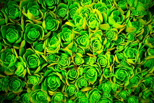 Flores Verdes Perfeitas Para Fundo — Fotografia de Stock