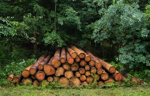 Krásný Záběr Hromadu Dřevěných Klád Pod Zelenými Stromy — Stock fotografie