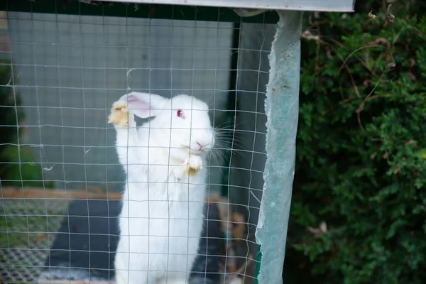 一只可爱的兔子在笼子里拍的美丽的照片 — 图库照片
