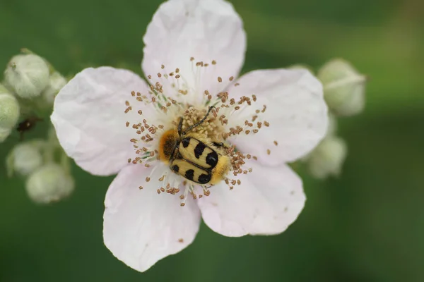 Een Bijenkever Voedt Zich Met Een Bosbessenbloesem Close Met Details — Stockfoto