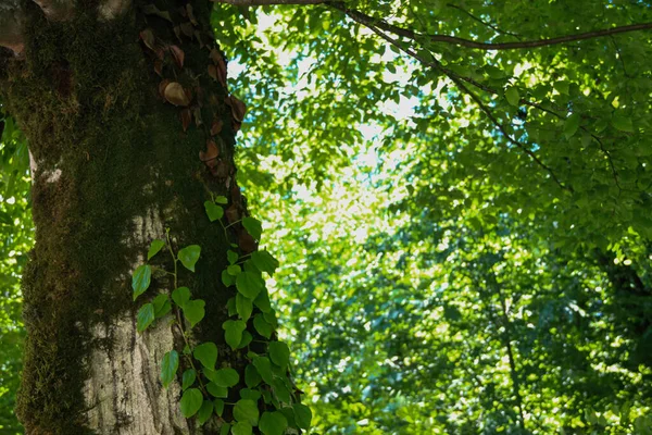Gros Plan Ivies Cultivées Sur Tronc Arbre Dans Une Forêt — Photo