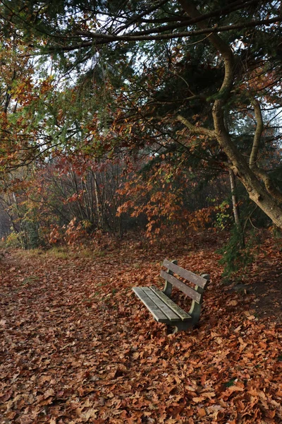 Vue Verticale Vieux Banc Bois Dans Une Forêt Couverte Feuilles — Photo