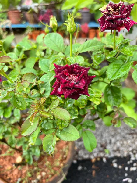 Eine Vertikale Nahaufnahme Der Dunkelroten Rosen Mit Wassertropfen Garten Ausgewählte — Stockfoto