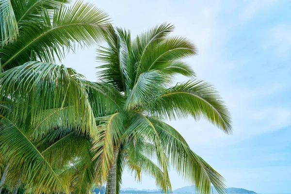 Nádherný Výhled Velké Jasně Zelené Palmy Pod Slunnou Modrou Oblohou — Stock fotografie