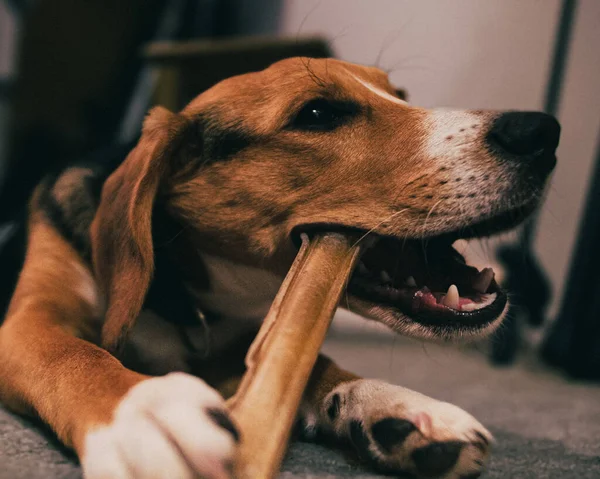 A closeup of a cute brown dog chewing a bone