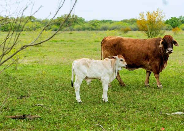 Primer Plano Hermosas Vacas Campo Día Soleado — Foto de Stock