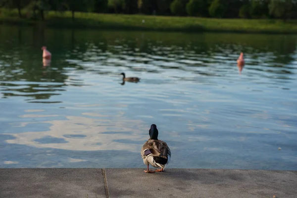 Närbild Anka Som Sitter Trottoar Mot Sjö — Stockfoto