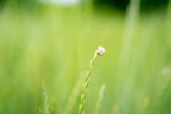 淡淡的葡萄园蜗牛 Cernuella Virgata 长在模糊的绿地上的多年生黑麦草的浅焦点 — 图库照片