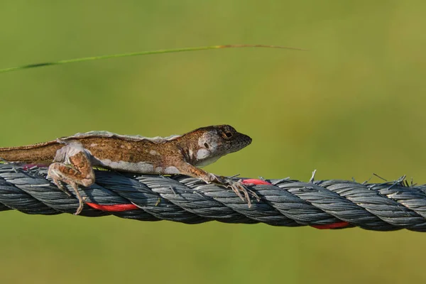 Closeup Shot Nimble Lizard Wire — Stock Photo, Image