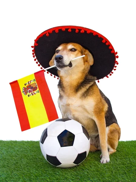 Retrato Cão Com Chapéu Flamenco Bandeira Espanhola Bola Futebol — Fotografia de Stock