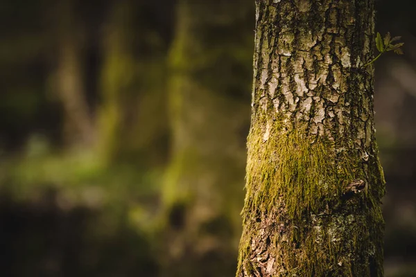 森の苔に覆われた古木の幹 — ストック写真